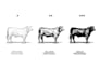 create custom line art illustration for your design project